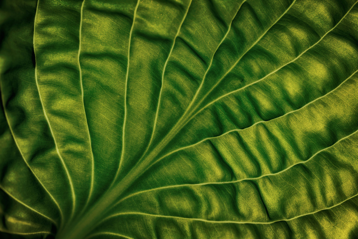 3-piece-canvas-print-leaf-of-a-hosta