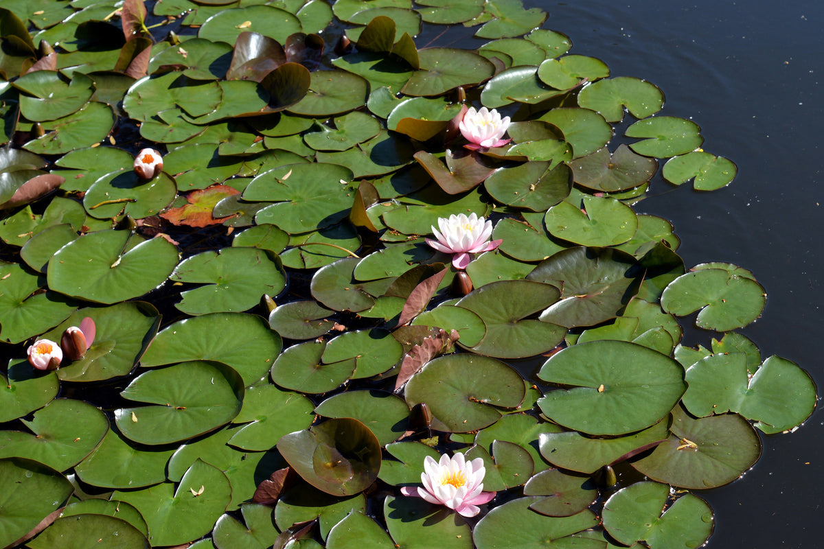 framedposter-print-white-water-lilies-in-the-pond