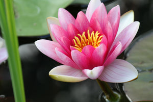 3-piece-aluminium-print-the-water-lily-in-pink