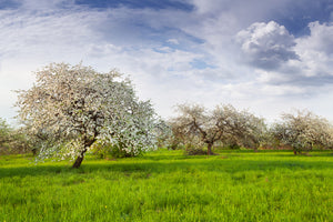 3-piece-acrylic-print-apple-tree-garden