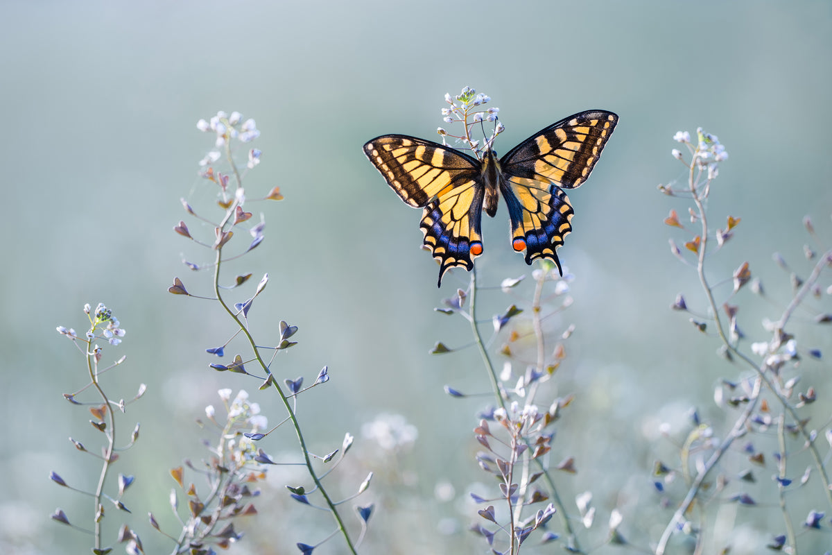 framedcanvas-print-swallowtail-beauty