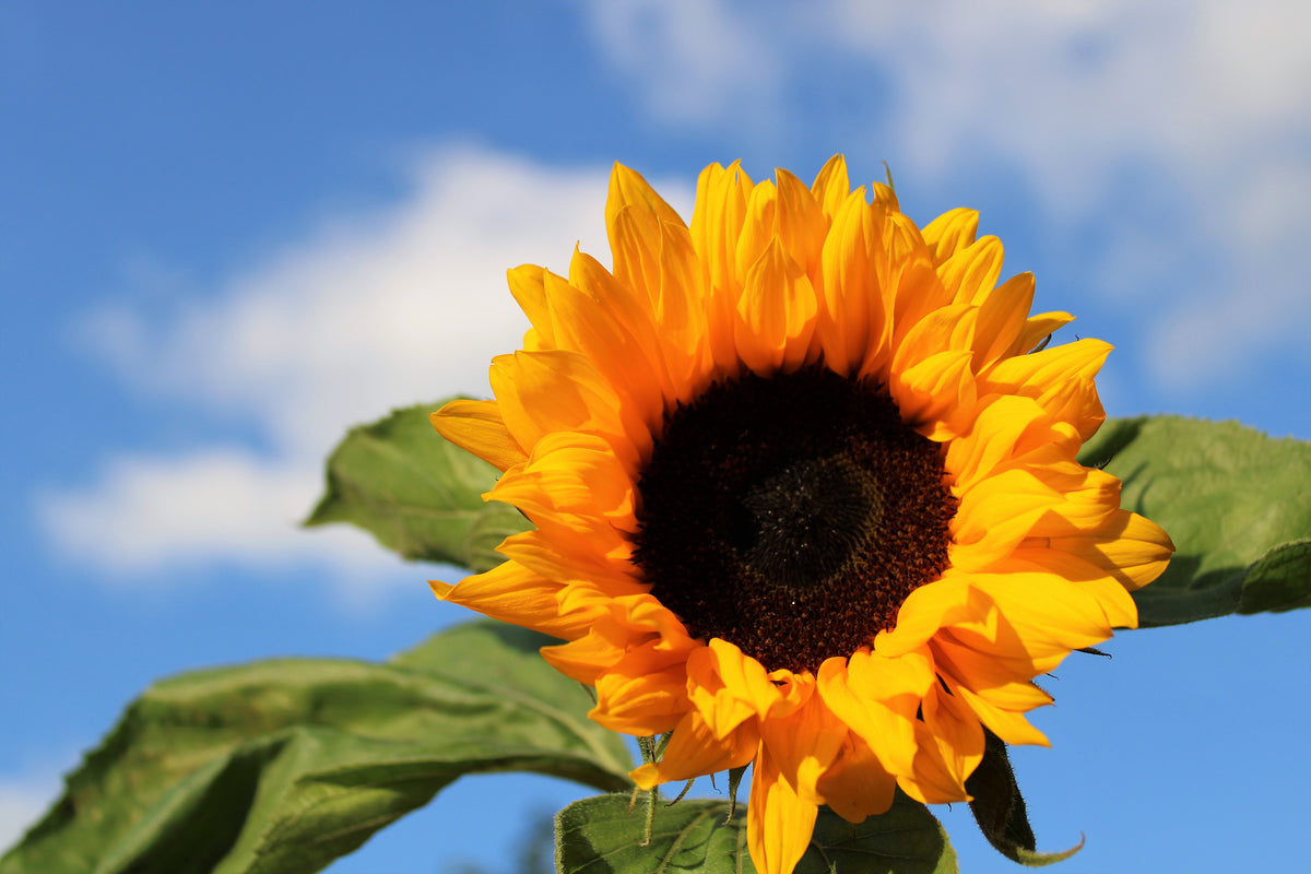 3-piece-aluminium-print-sunflower-in-bloom