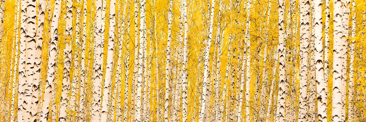 panoramic-3-piece-acrylic-print-the-birch-forest-in-autumn-panorama