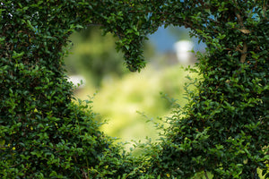 canvas-print-the-heart-in-the-hedge