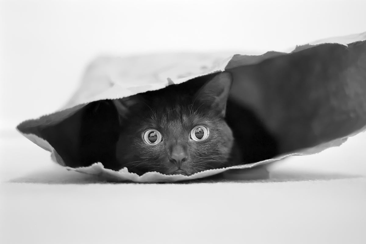 acrylic-print-cat-in-a-bag-x