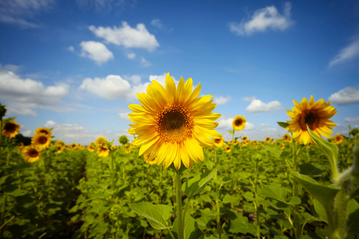 framedcanvas-print-summer-sunflowers