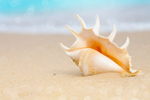 3-piece-aluminium-print-the-shell-on-the-beach