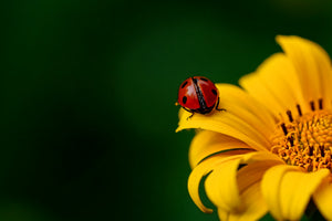 3-piece-canvas-print-ladybug-on-the-sunflower