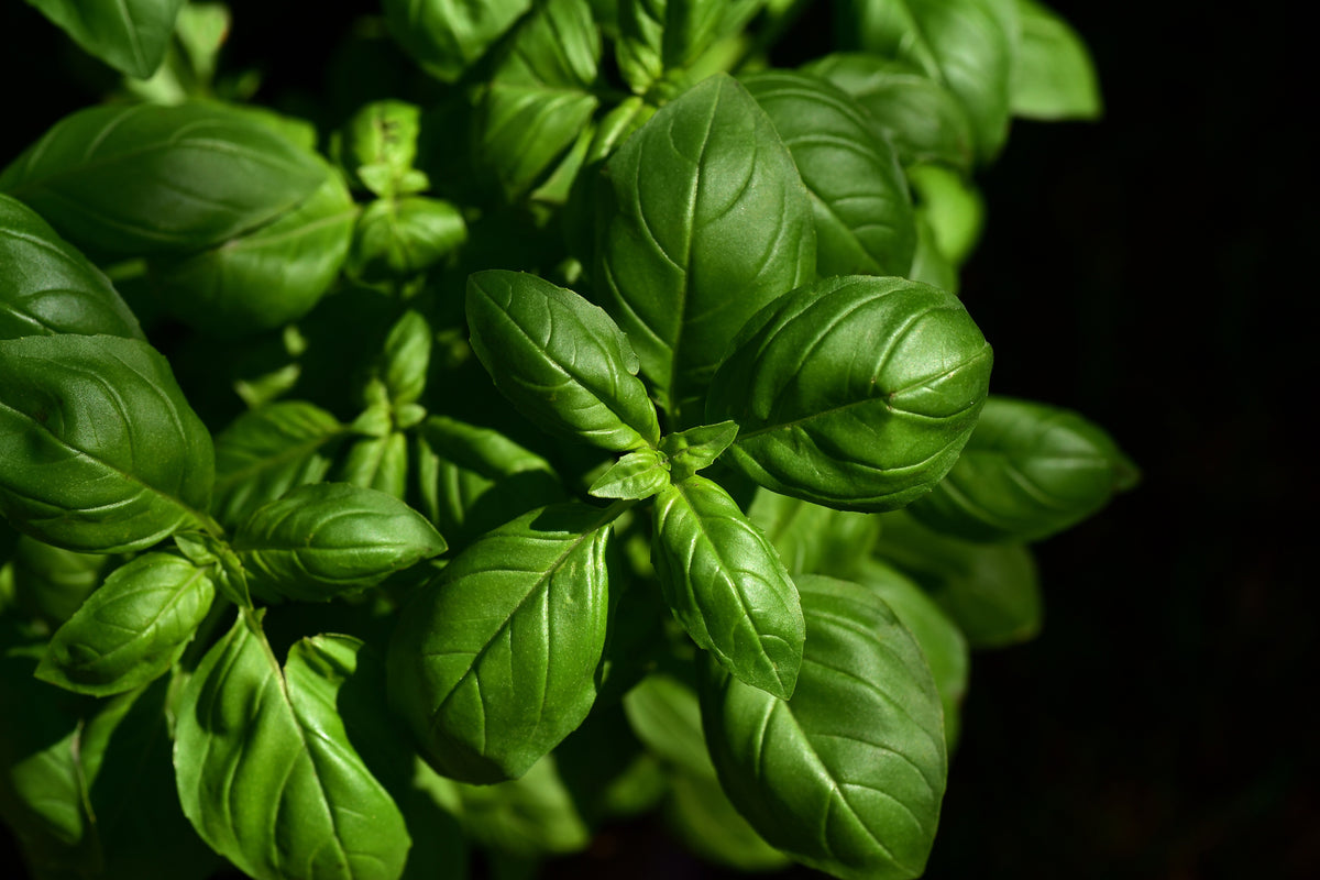 modern-3-piece-acrylic-print-basil-in-xl