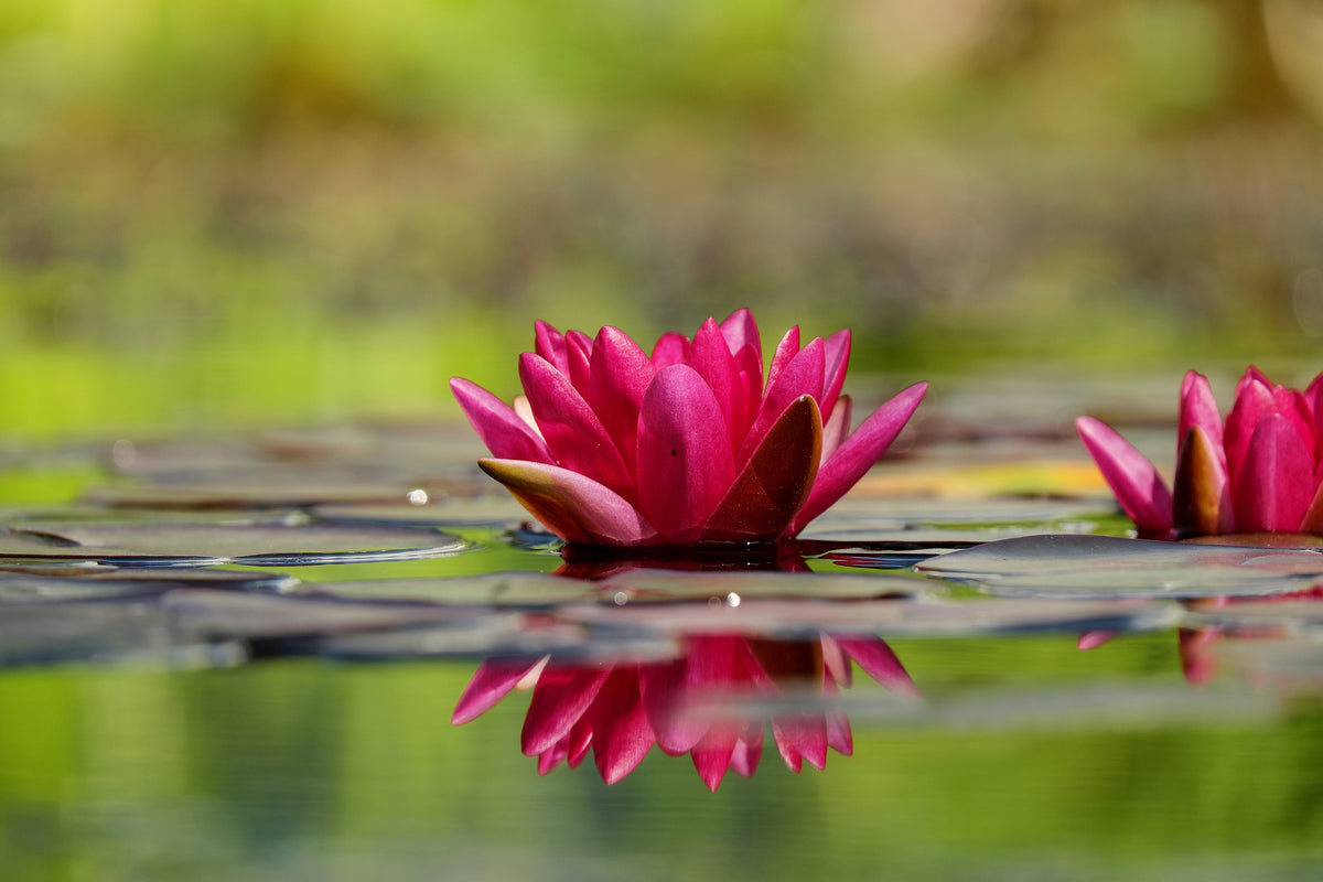 aluminium-print-red-water-lily-duo