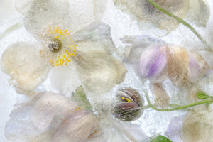 framedposter-print-anemone-frost-x