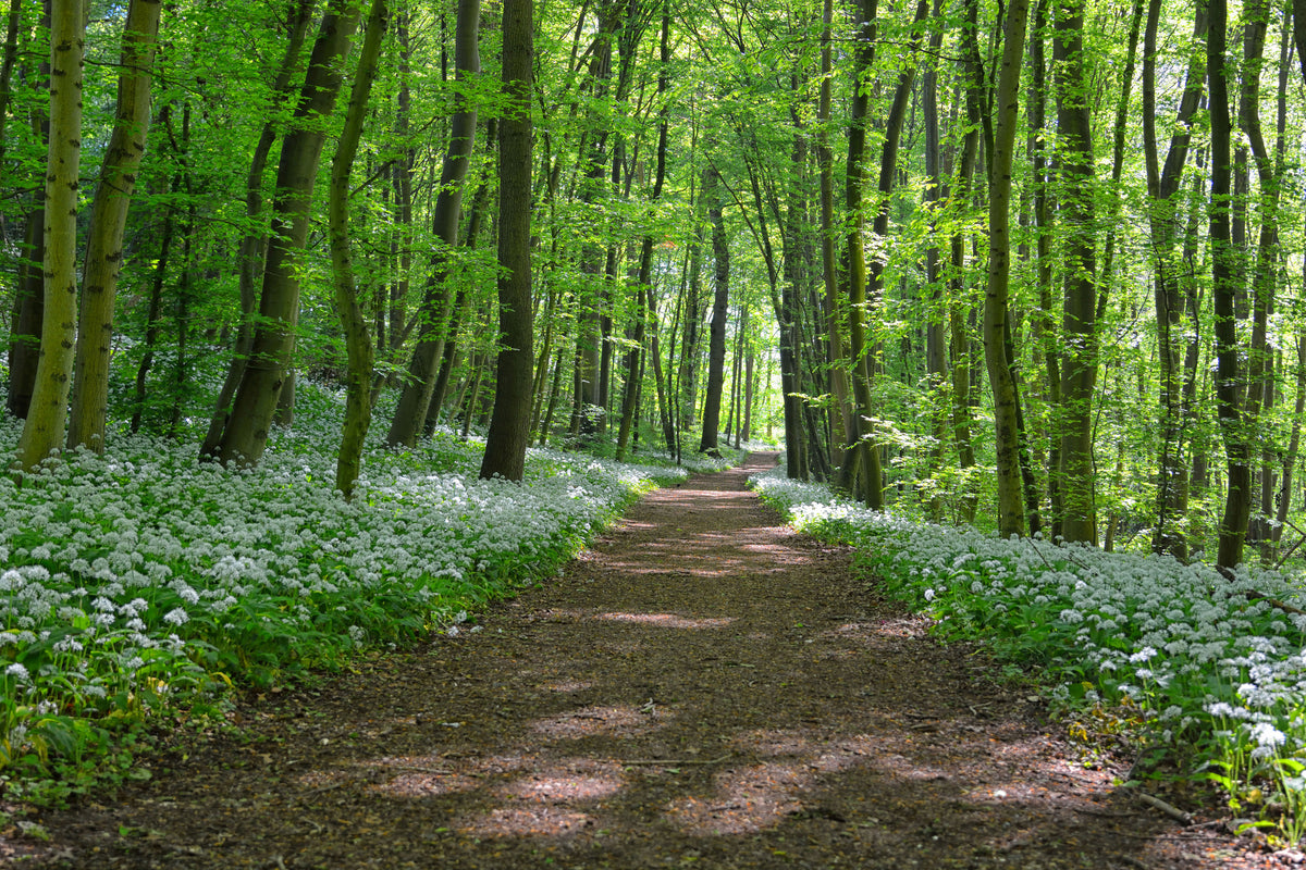 aluminium-print-we-love-the-summer-in-the-woods