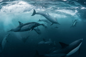 acrylic-print-dolphine-run-x