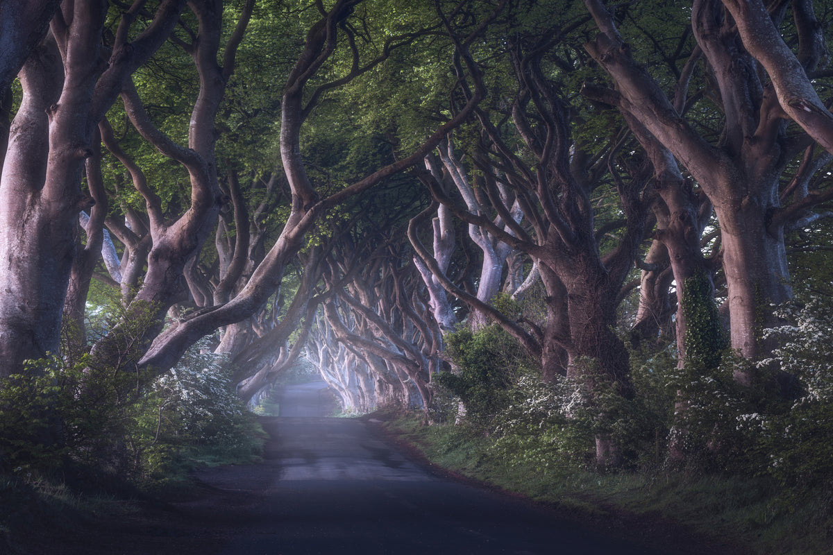 framedposter-print-the-dark-hedges