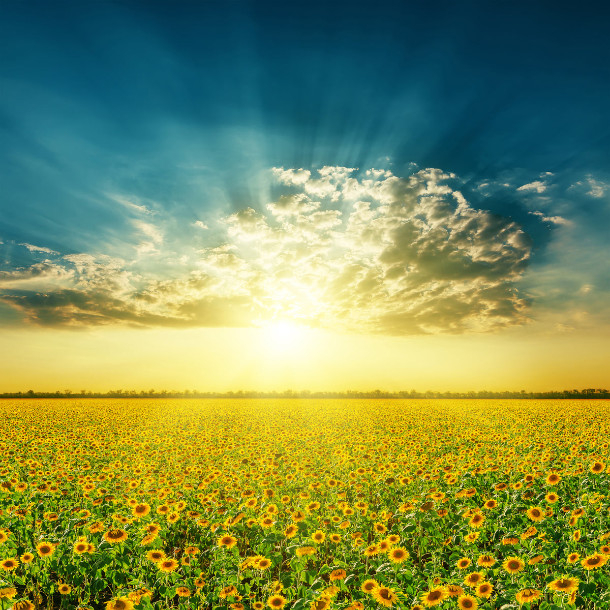 acrylic-print-sunflowers-in-the-evening-sun