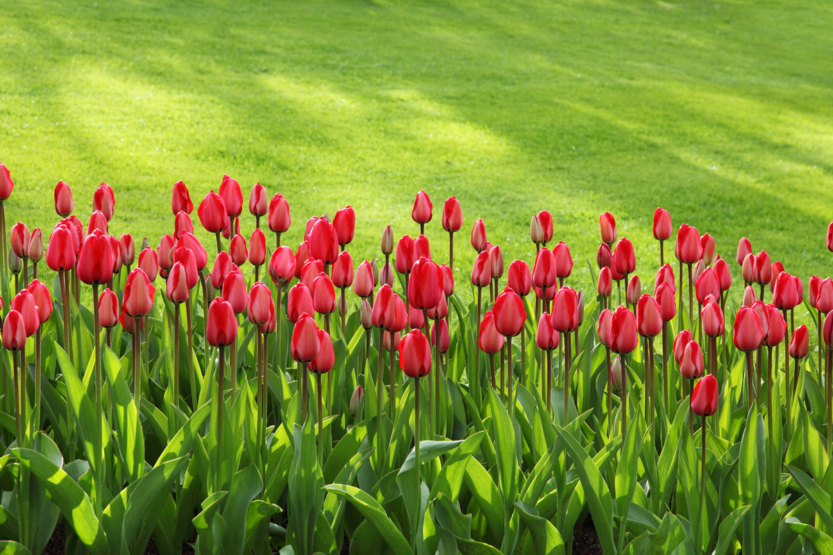 3-piece-aluminium-print-red-tulip-field-in-the-sunlight