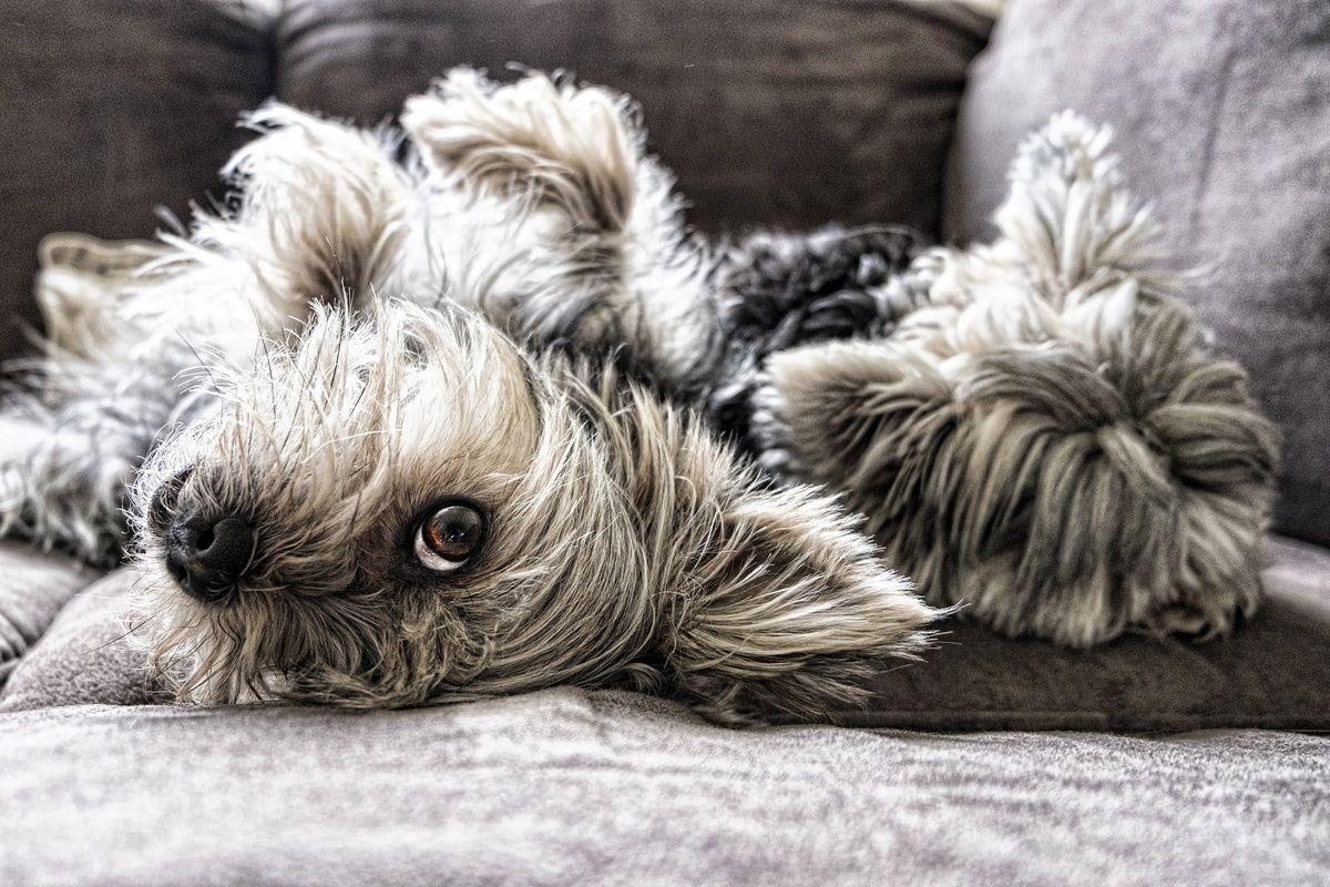 acrylic-print-2-cute-dogs