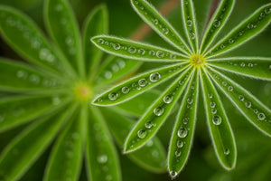 canvas-print-pearly-lupine
