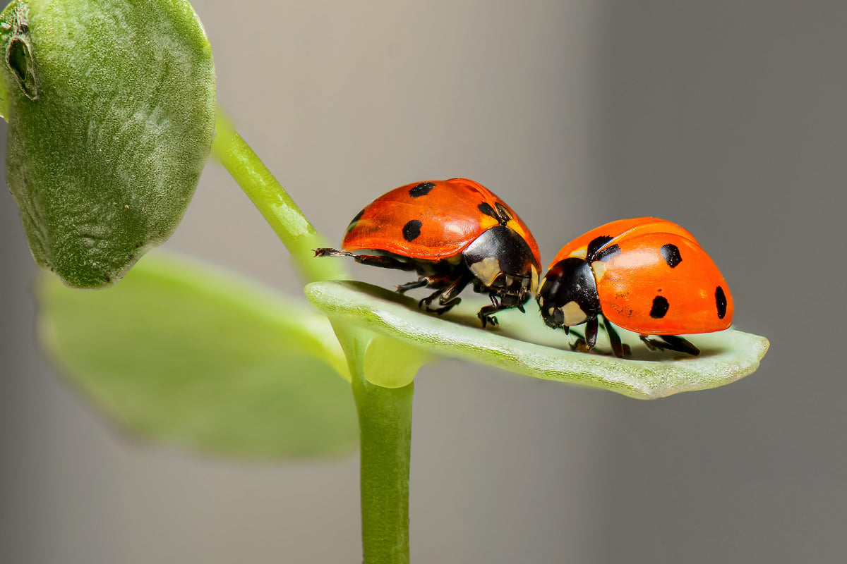 acrylic-print-2-ladybirds