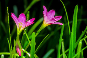 3-piece-canvas-print-flowers-in-nature