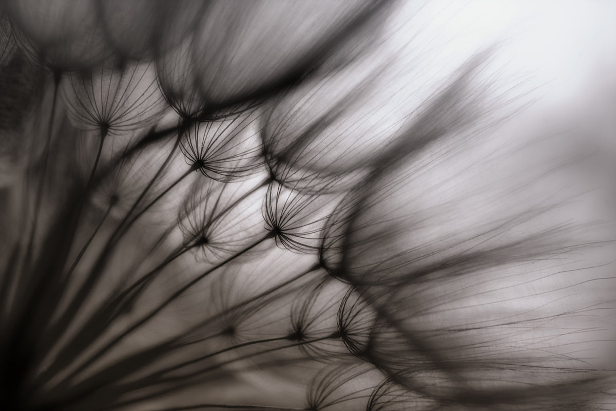 3-piece-aluminium-print-dandelion-p