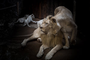 acrylic-print-the-lion-couple
