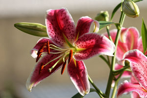 acrylic-print-close-up-lily-in-red