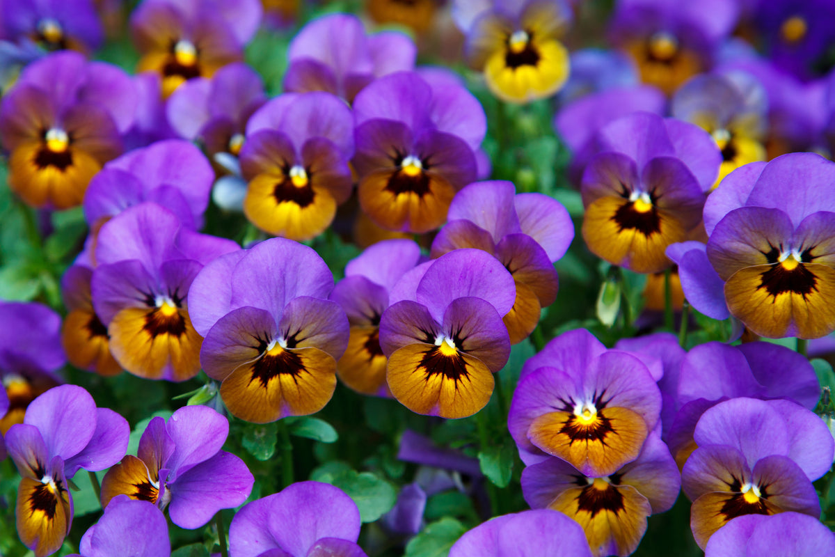 3-piece-aluminium-print-the-pansies