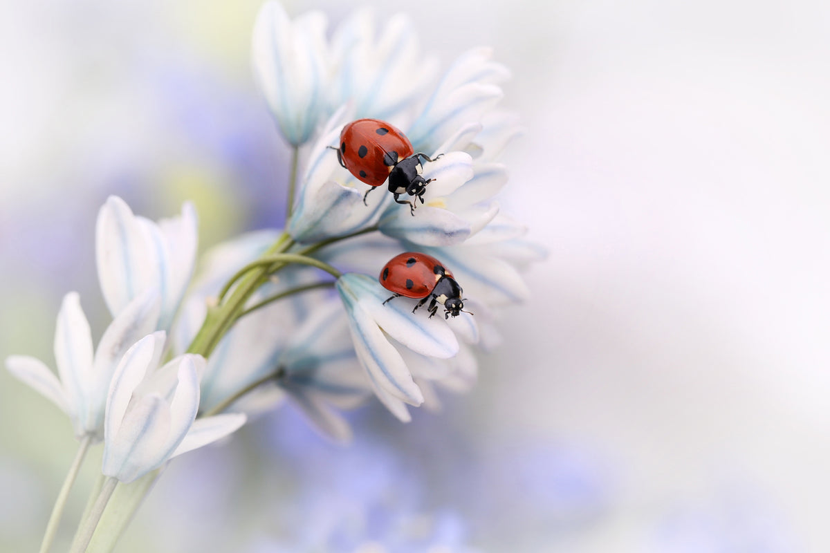 modern-3-piece-acrylic-print-ladybirds