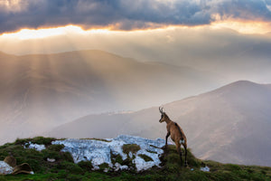 3-piece-canvas-print-chamois-in-piatra-craiului-romania