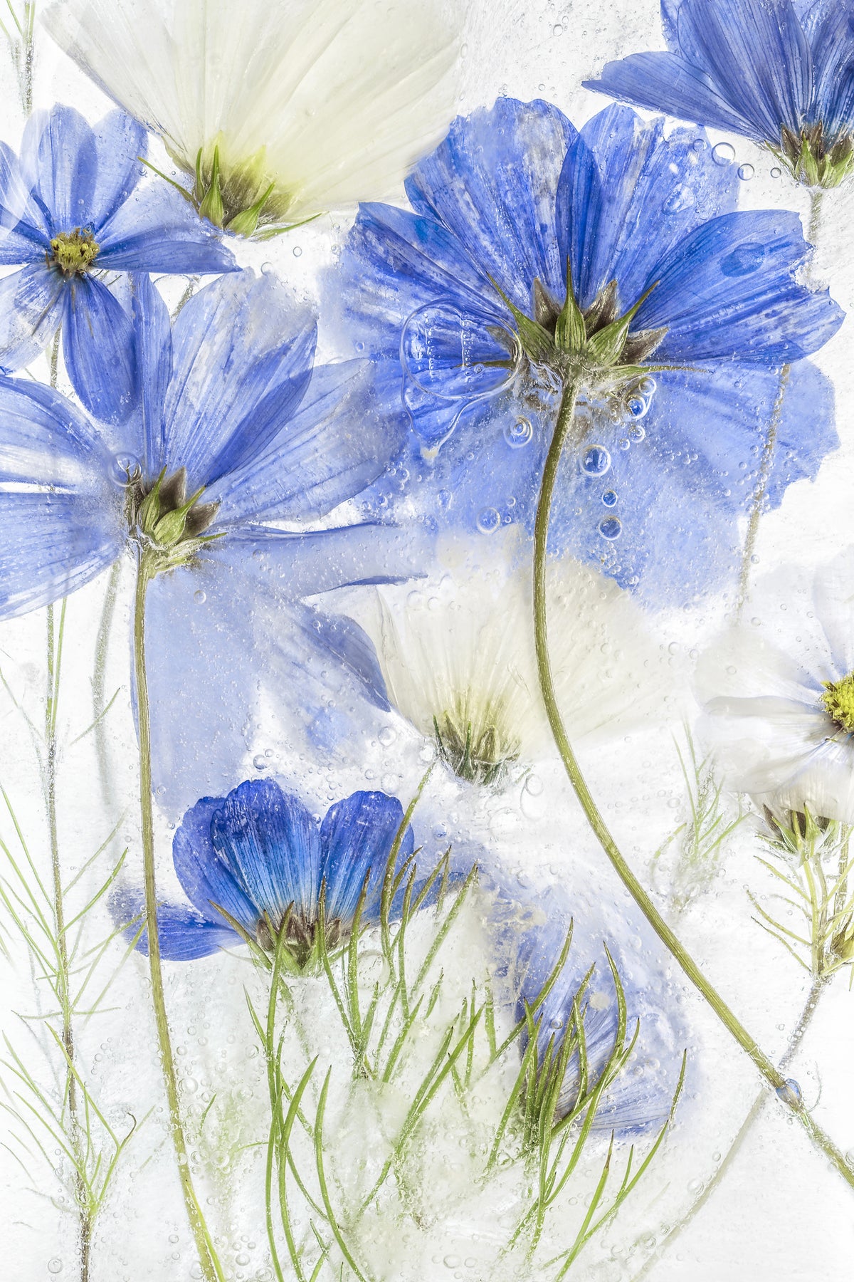 acrylic-print-cosmos-blue