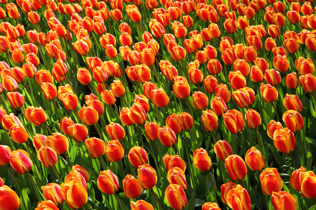 canvas-print-tulip-field-in-orange