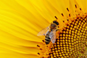 canvas-print-bee-on-the-sunflower