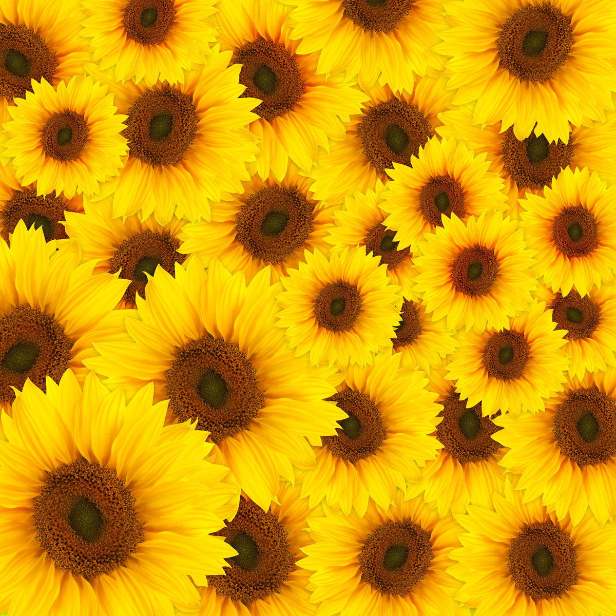 acrylic-print-a-bouquet-sunflower