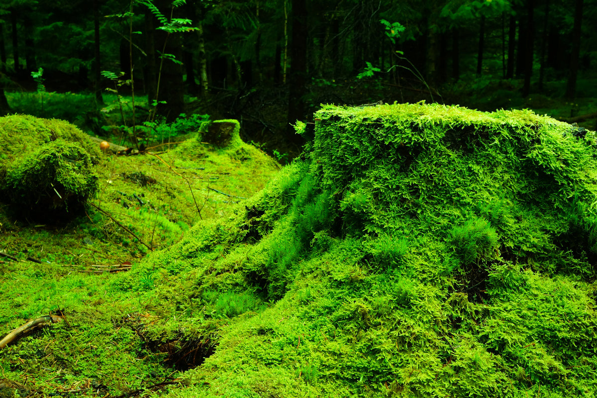framedcanvas-print-moss-in-the-forest