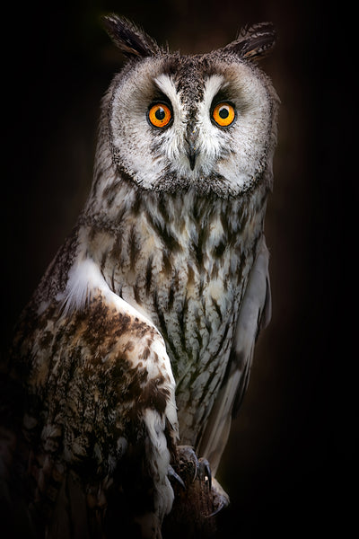 poster-print-longeared-owl-portrait-x