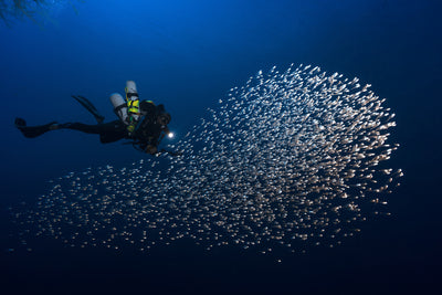 poster-print-alvin-shoal