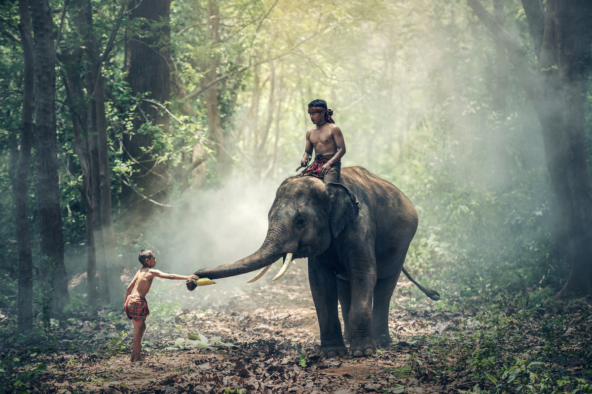 framedcanvas-print-the-elephant-at-work