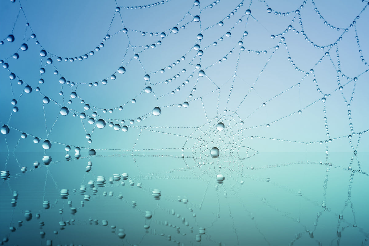 poster-print-cobweb-in-morning-dew