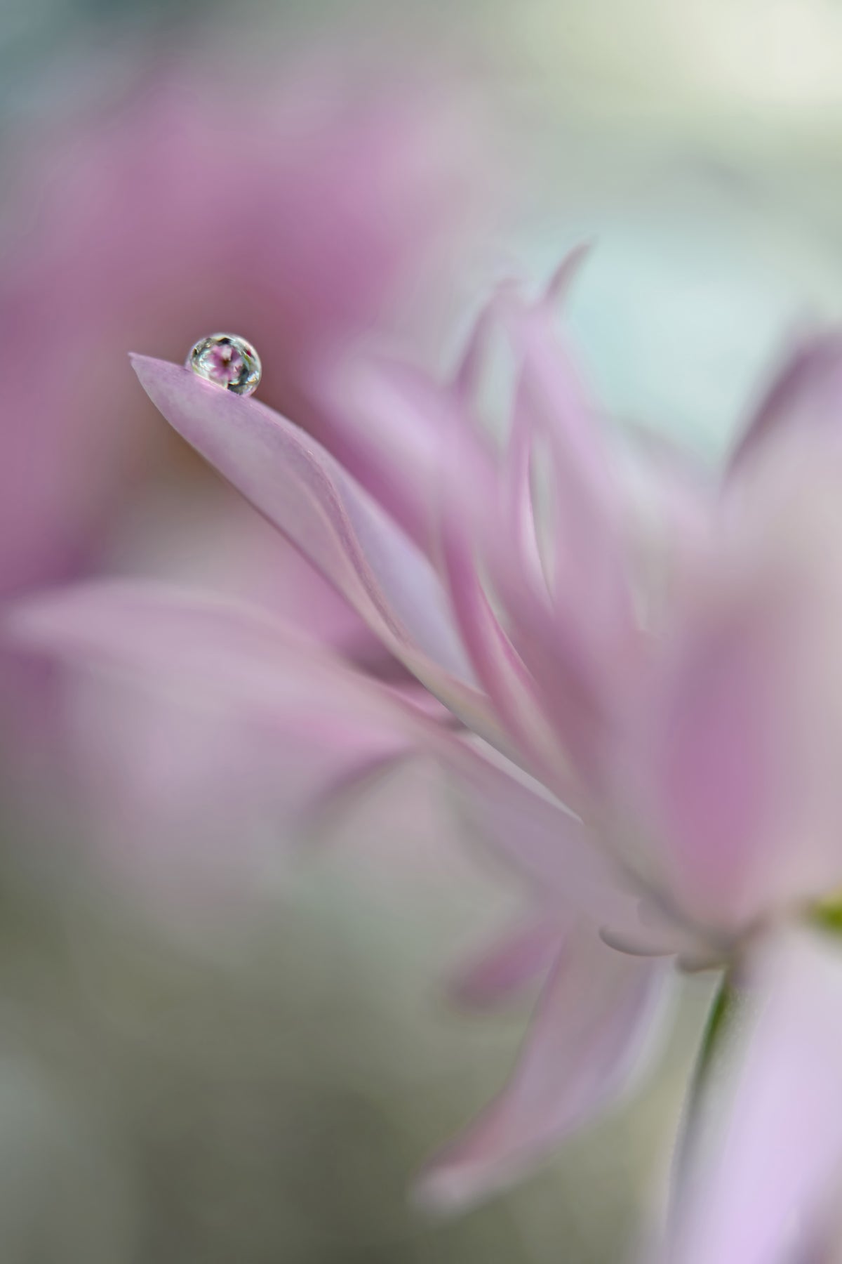 framedcanvas-print-in-pink-delight