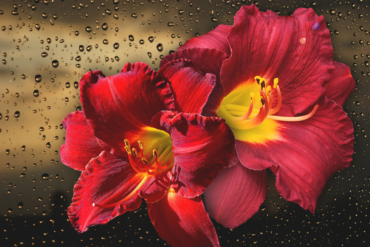 framedcanvas-print-lily-flowers-with-water-drops