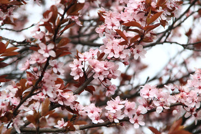 poster-print-spring-is-here