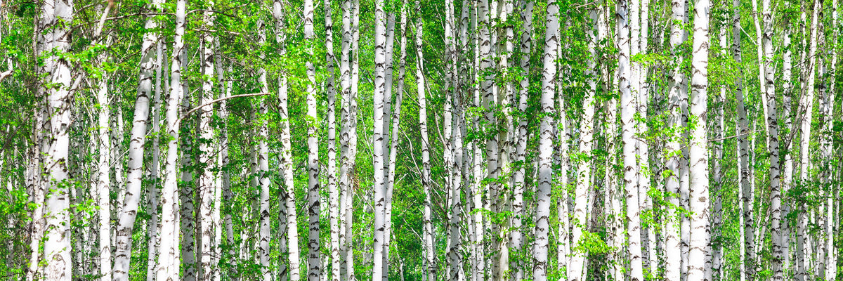 panoramic-3-piece-aluminium-print-the-birch-forest-panorama