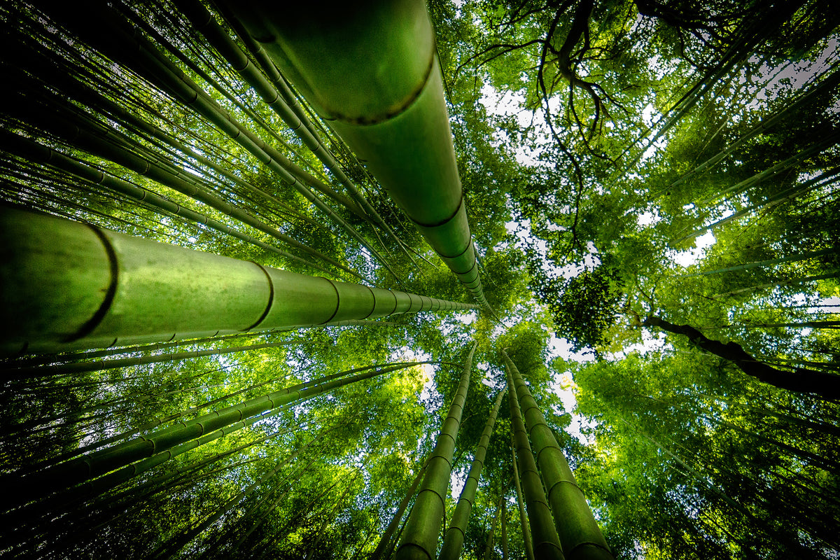 poster-print-arashiyama-x