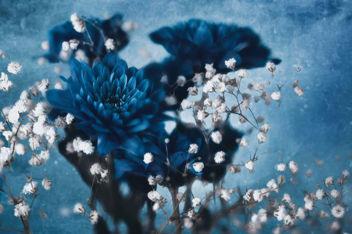 canvas-print-dahlia-xjd