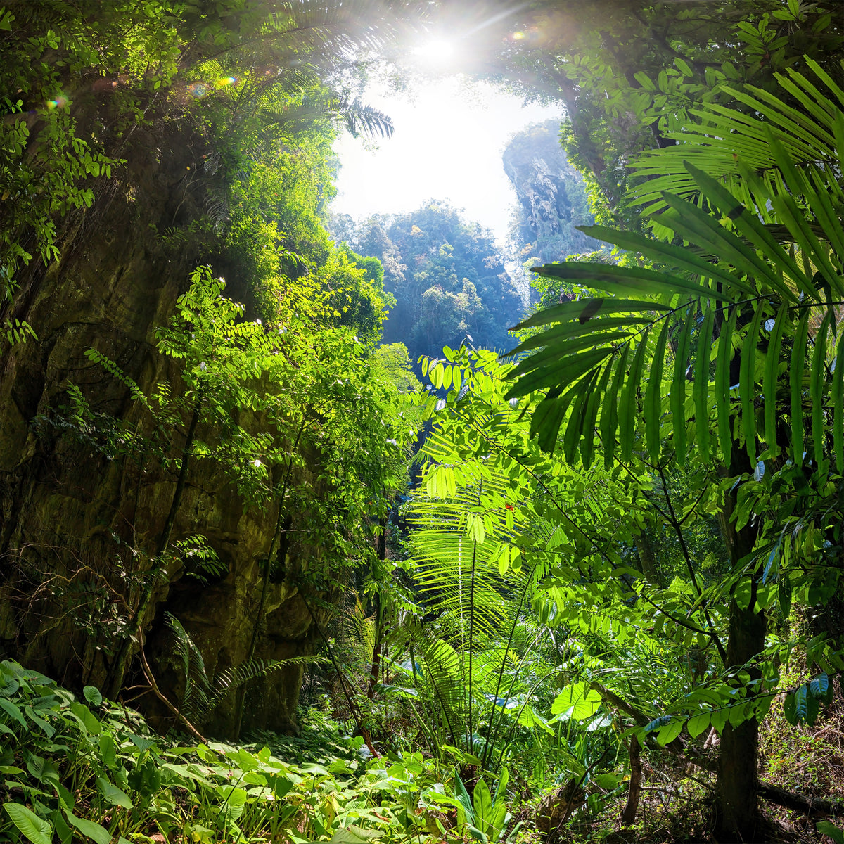 poster-print-clearing-in-the-jungle