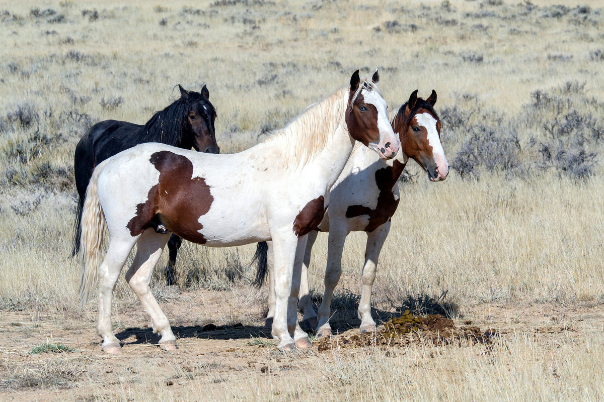 3-piece-acrylic-print-3-wild-horses