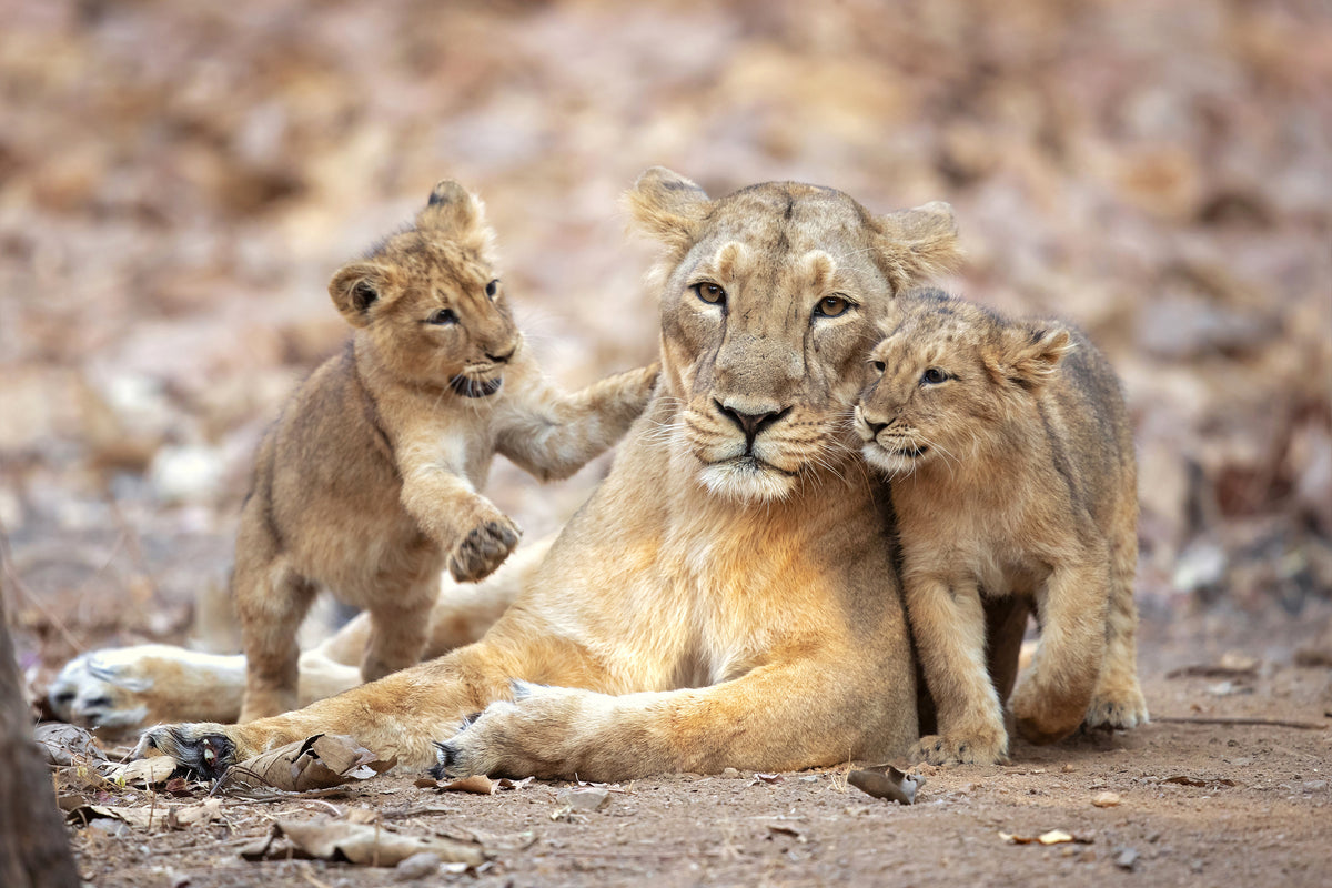 canvas-print-asiatic-lioness-x