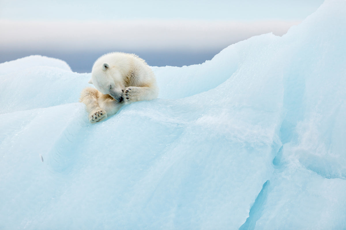 framedcanvas-print-polar-bear-grooming