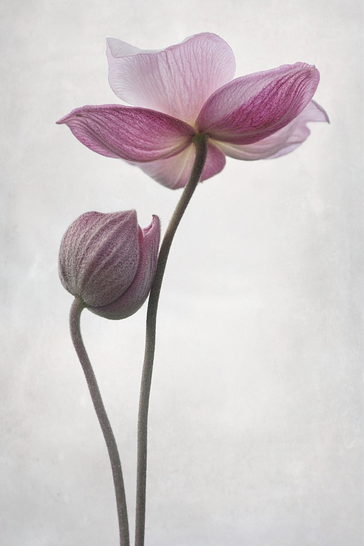 canvas-print-a-little-touch-x